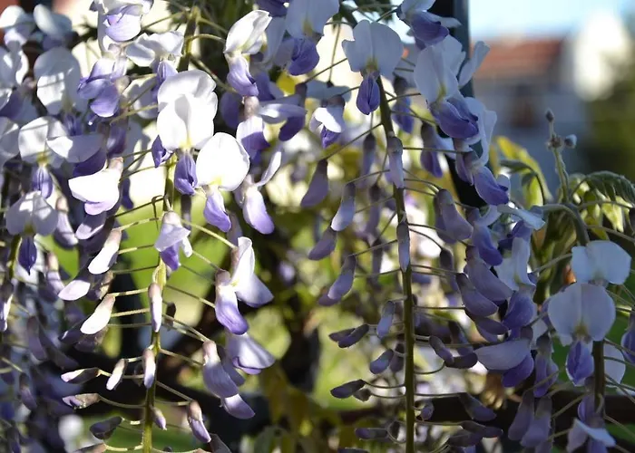 Helena Bed & Breakfast Łeba